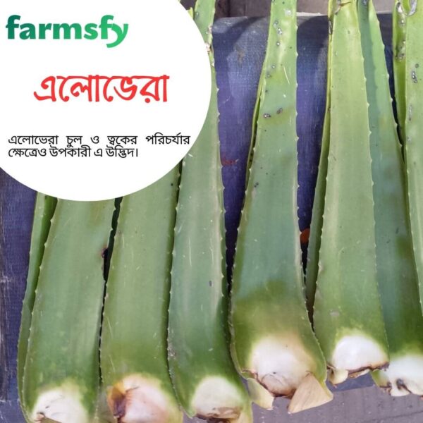 এলোভেরা