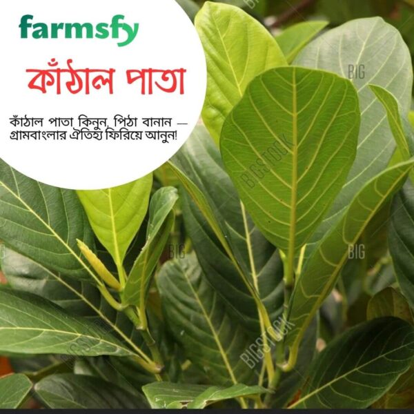 কাঁঠাল পাতা