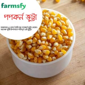 পপকর্ন ভুট্টা