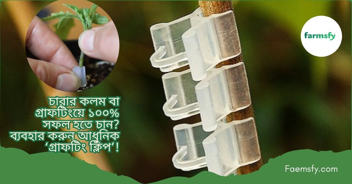 গ্রাফটিং ক্লিপ